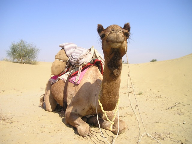 camel resting